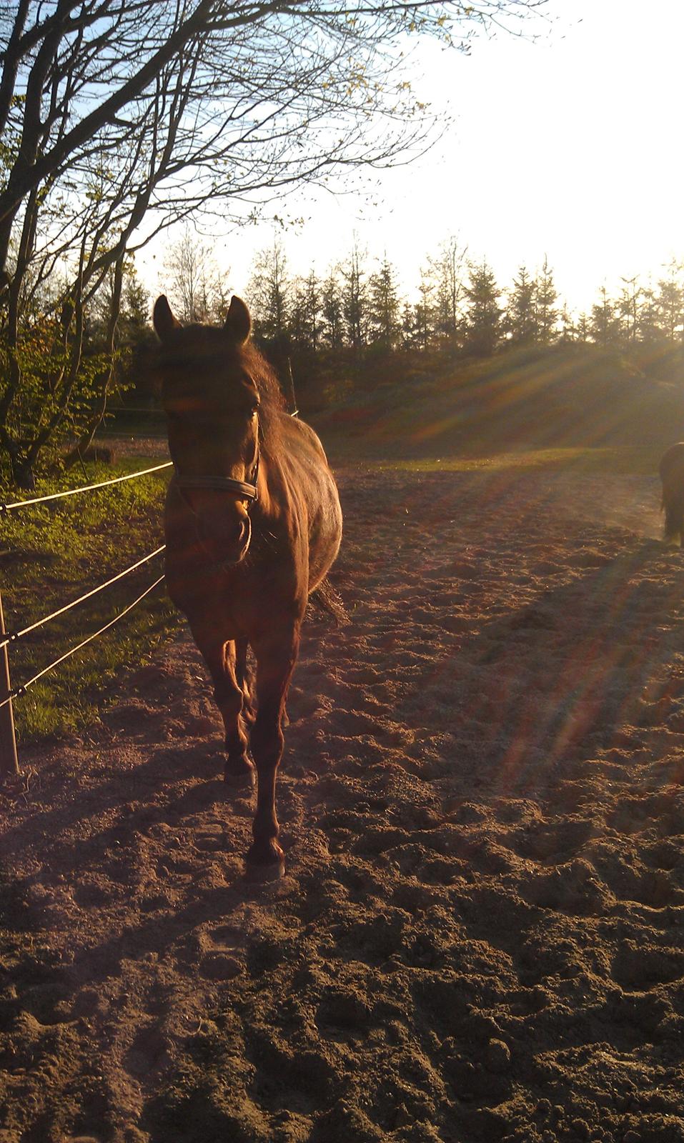 Anden særlig race Lukas Bathalomæus - 1 maj 2012 billede 9