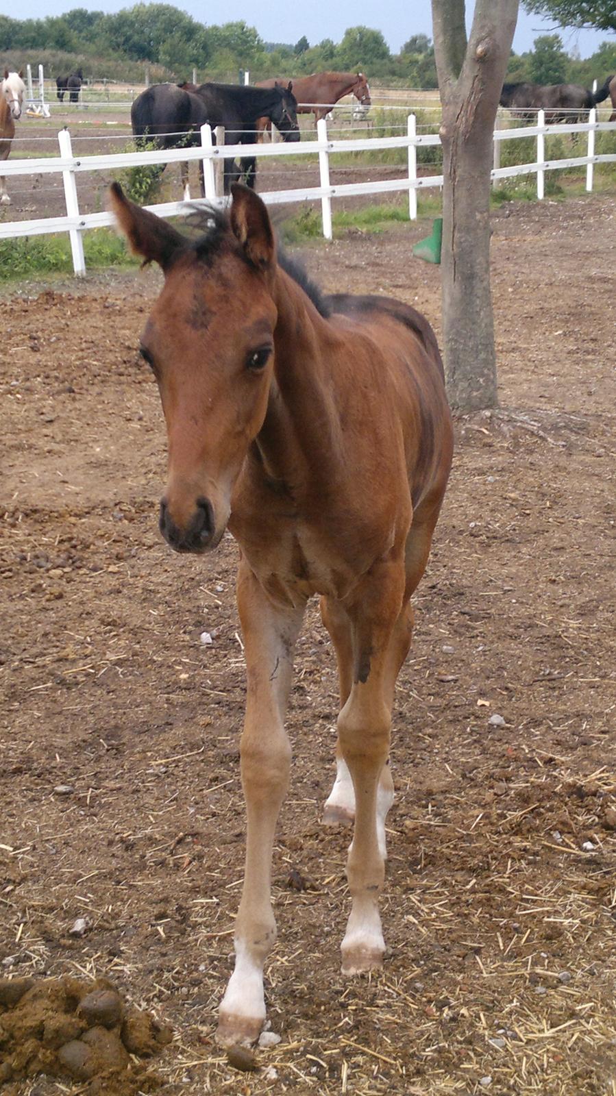 Hannoveraner Fürst Fernando billede 11