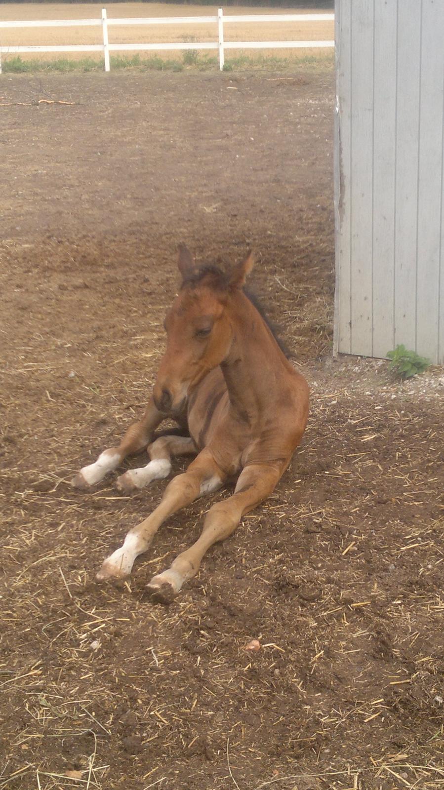 Hannoveraner Fürst Fernando billede 12