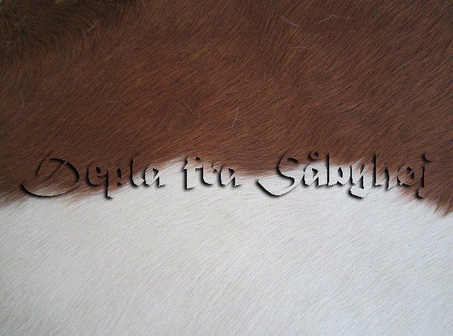 Islænder Depla fra såbyhøj billede 3