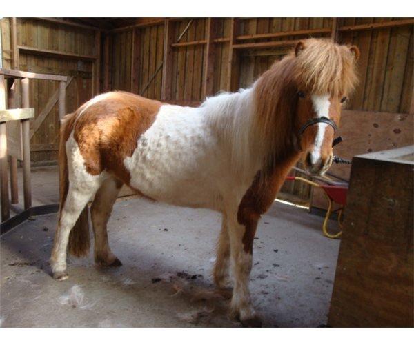 Islænder Depla fra såbyhøj billede 4