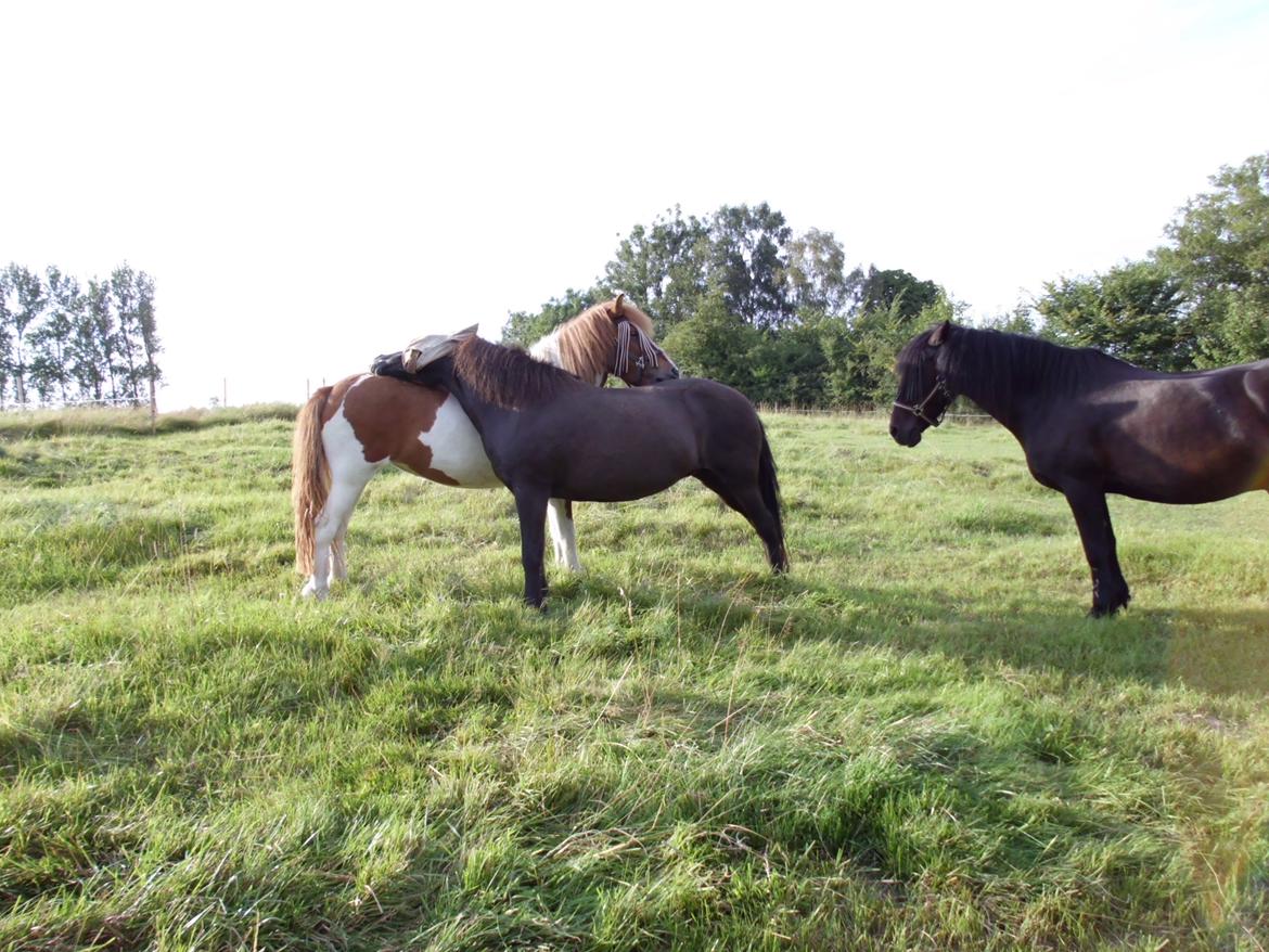 Islænder Depla fra såbyhøj billede 5