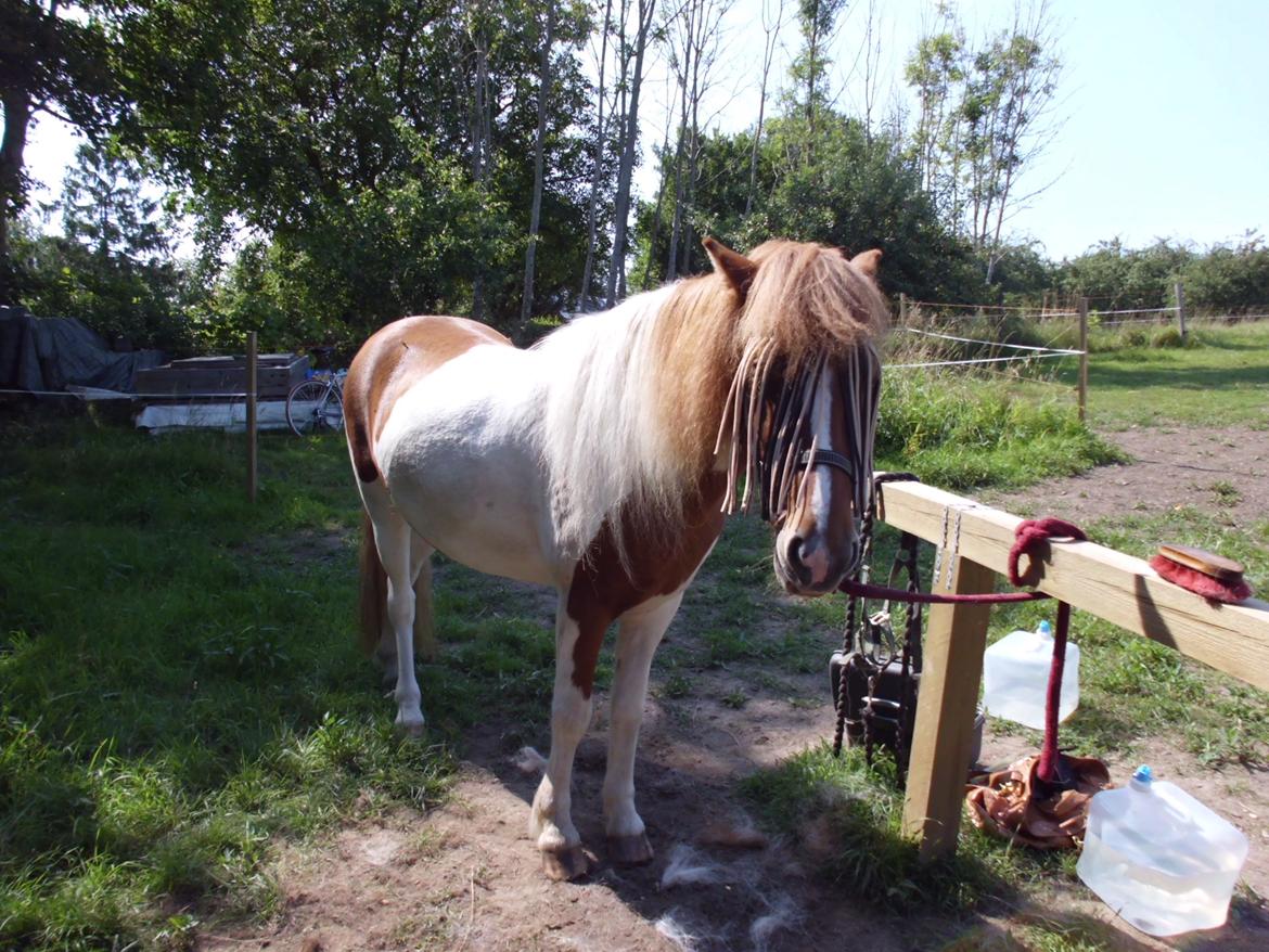 Islænder Depla fra såbyhøj billede 6