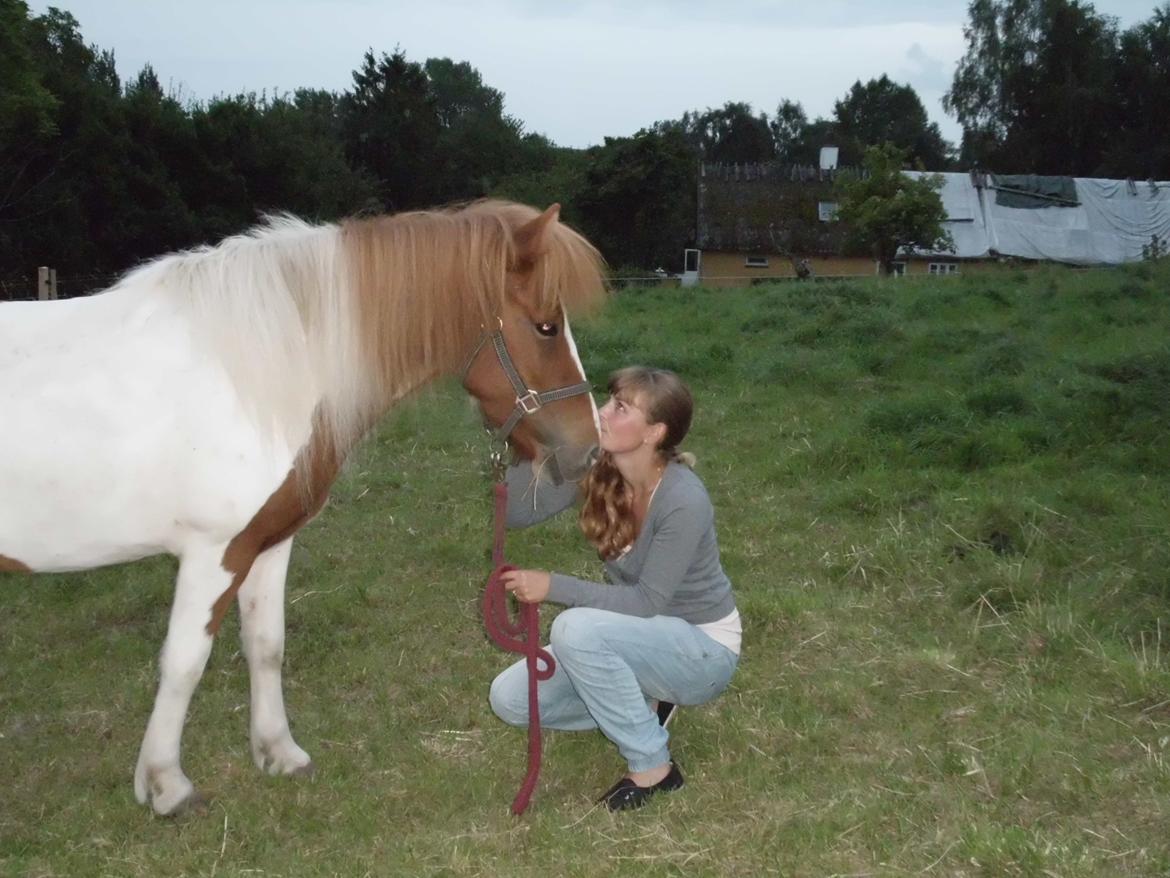 Islænder Depla fra såbyhøj billede 7