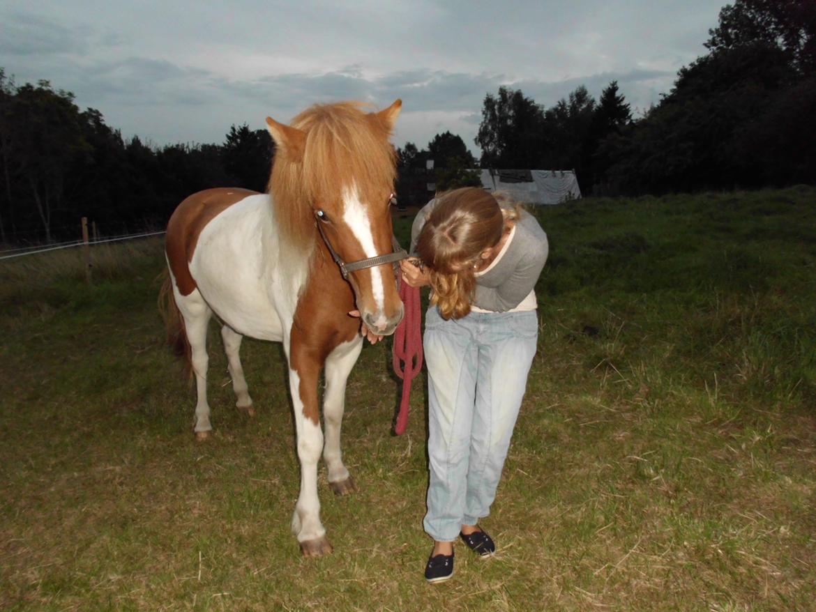 Islænder Depla fra såbyhøj billede 9