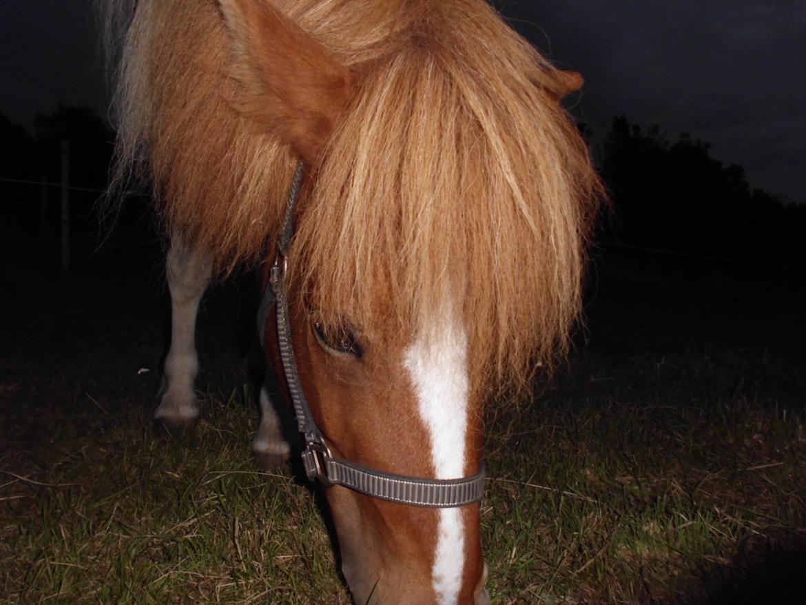 Islænder Depla fra såbyhøj billede 10