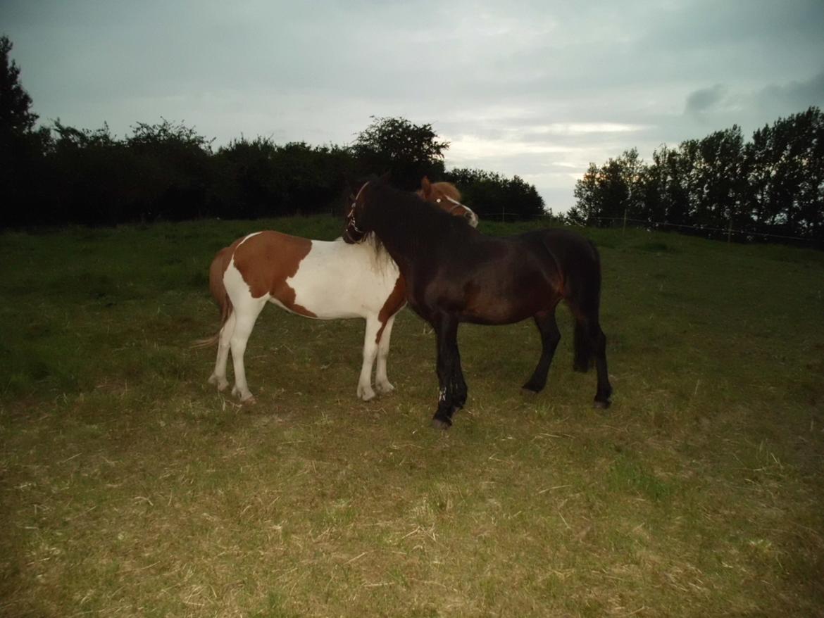 Islænder Depla fra såbyhøj billede 12