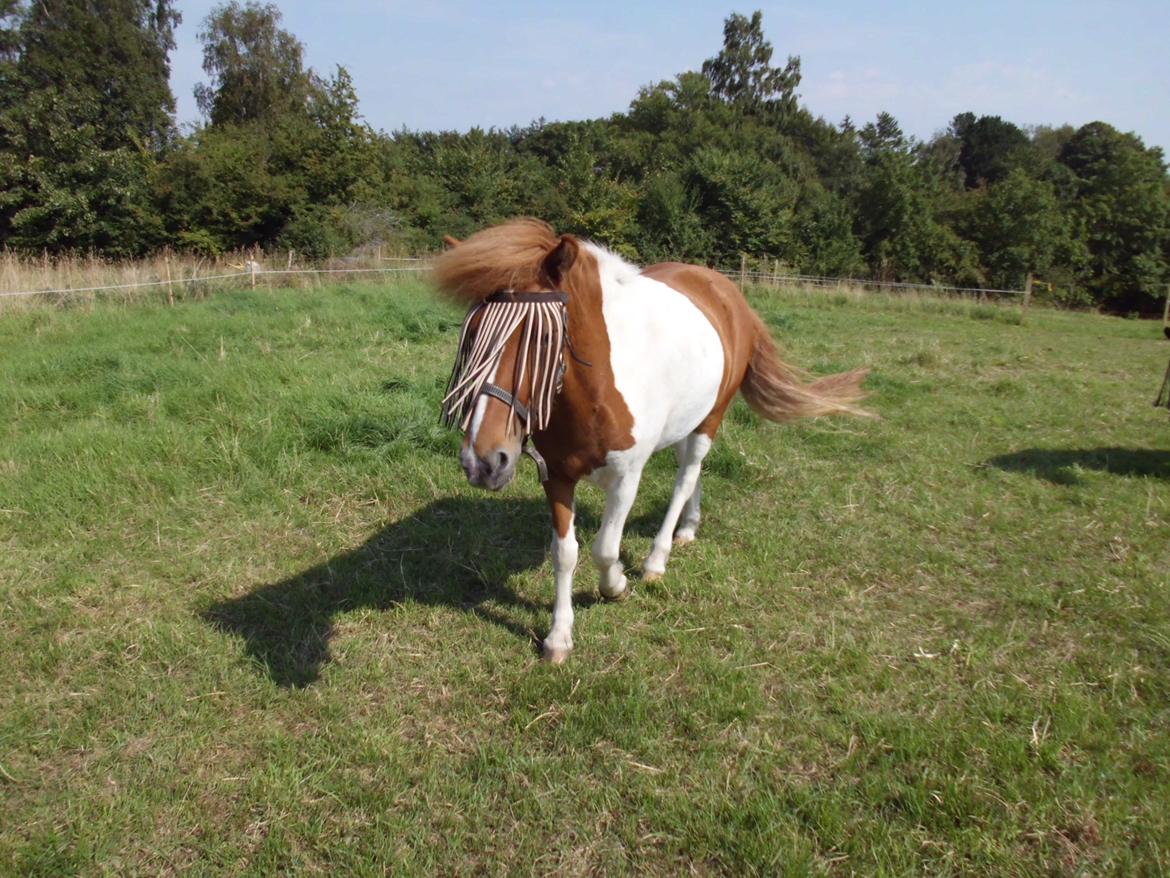 Islænder Depla fra såbyhøj billede 13