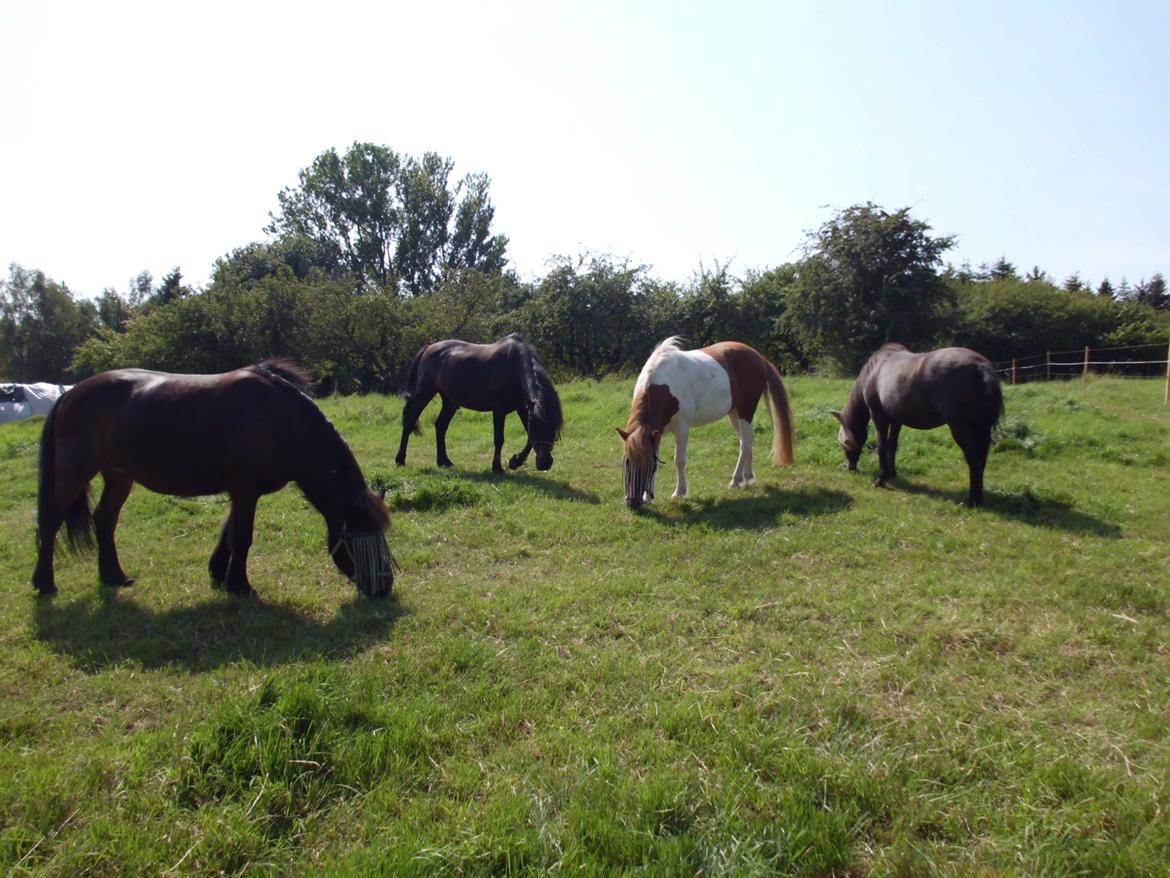 Islænder Depla fra såbyhøj billede 14