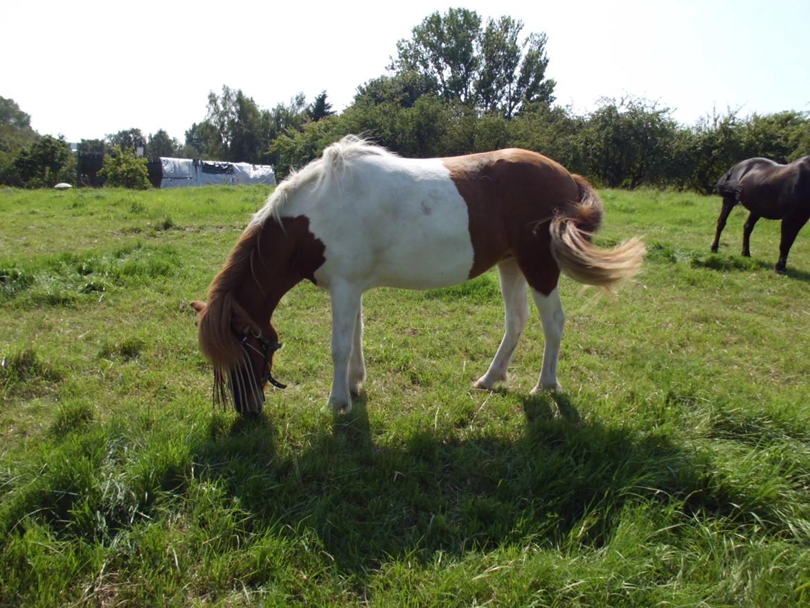 Islænder Depla fra såbyhøj billede 11