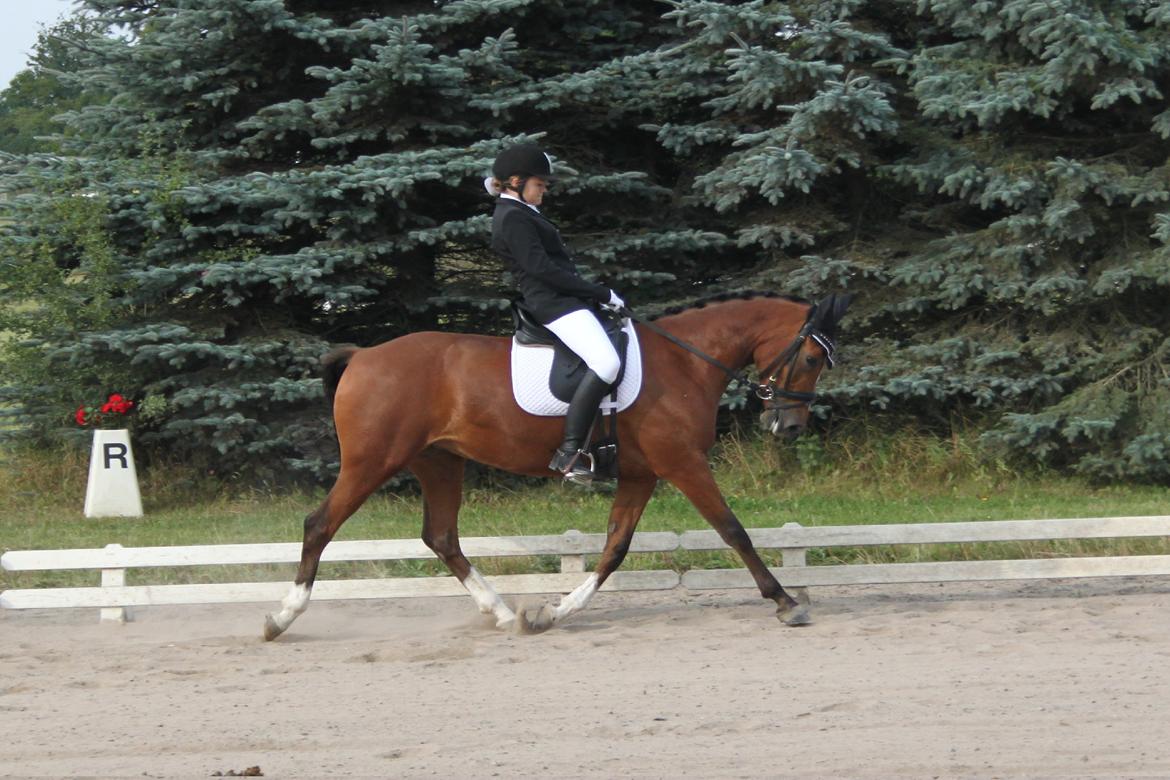 DSP Stald PR's Paula - Her er i mesterskabsklassen, det gik ikke så godt men det var "første" gang!:) billede 3