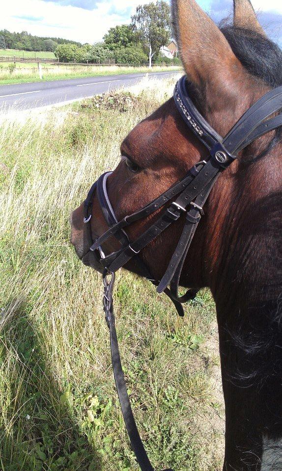 Anden særlig race Amaysing<3 billede 5