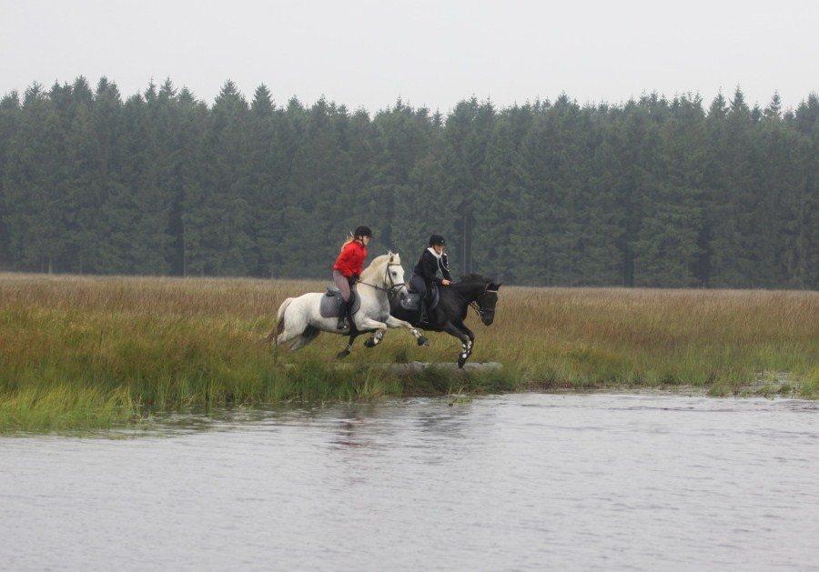 Anden særlig race Sleipner, solgt. - Bags og Bamse springer ned i vandet. Bamsen laver stunt! :-D hahaha. Harrild Hede, 25 august 2012. billede 19