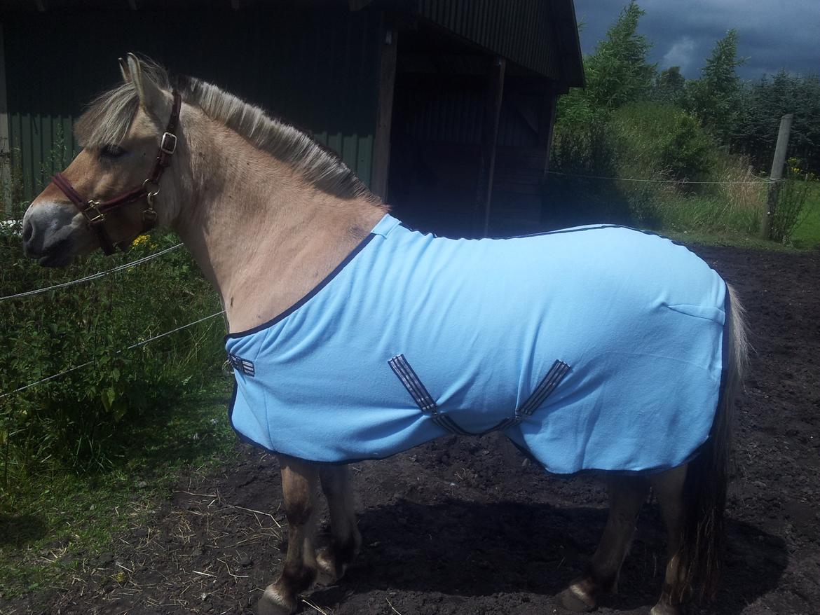 Fjordhest Freja billede 8