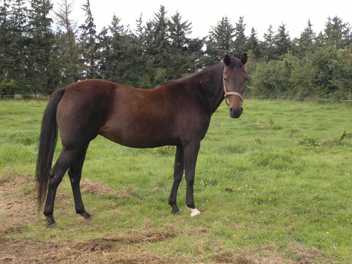 Traver Hurtis billede 9