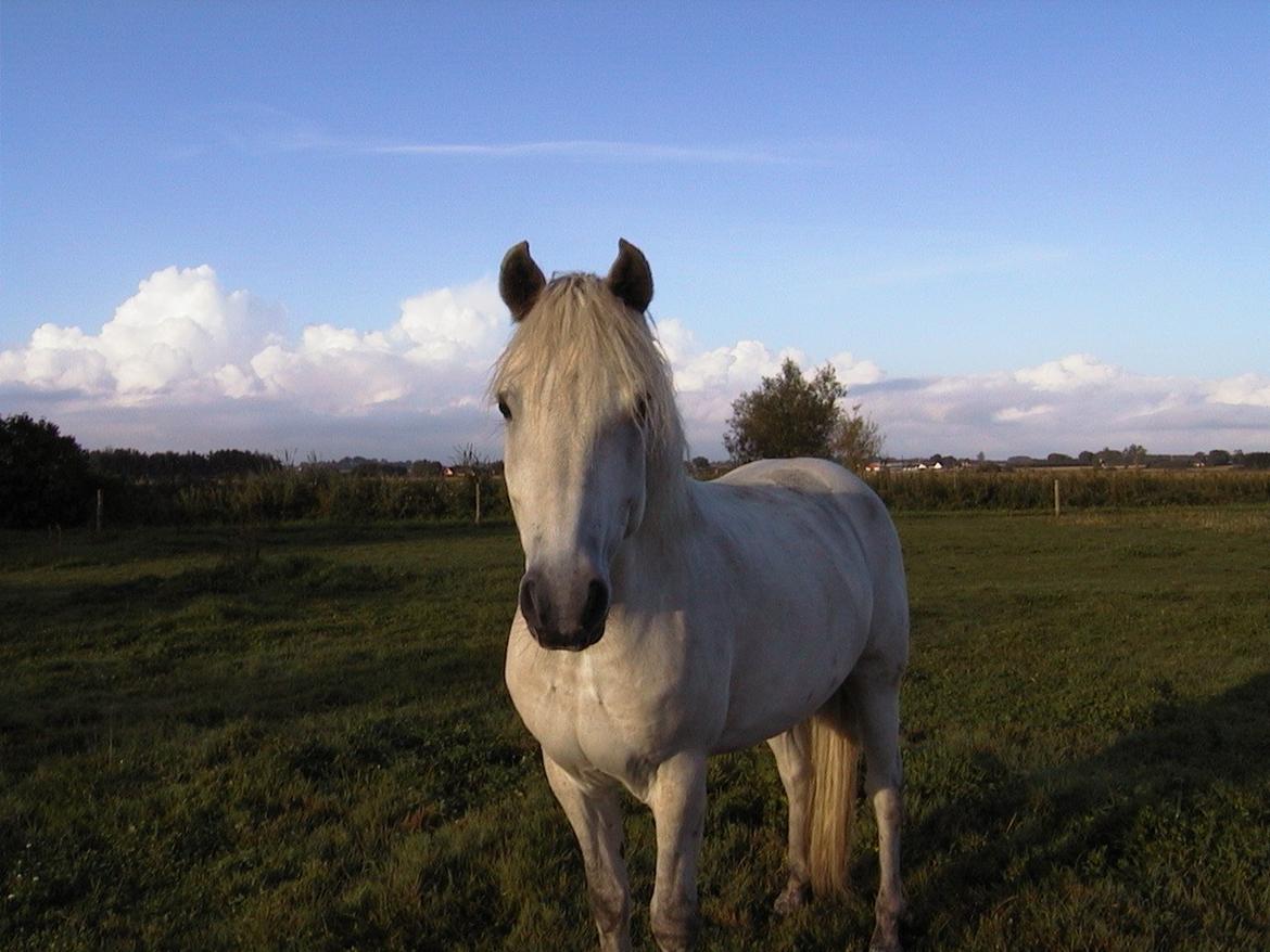 Connemara Connery (Himmelhest) billede 1