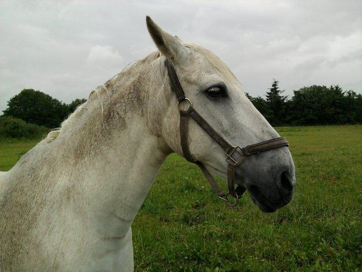 Anden særlig race Mickey billede 2