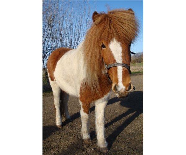 Islænder Depla fra såbyhøj billede 2