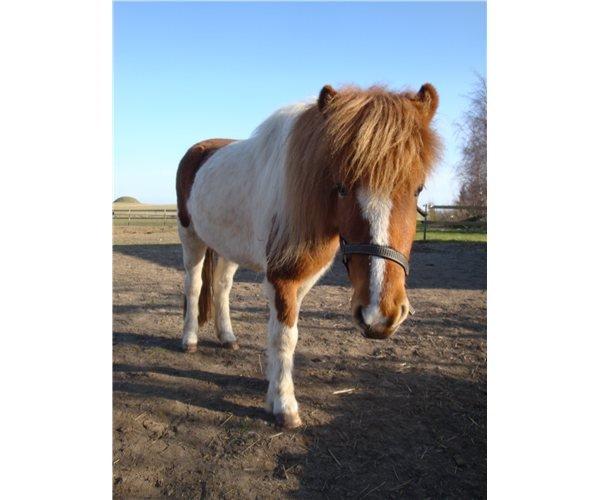 Islænder Depla fra såbyhøj billede 15