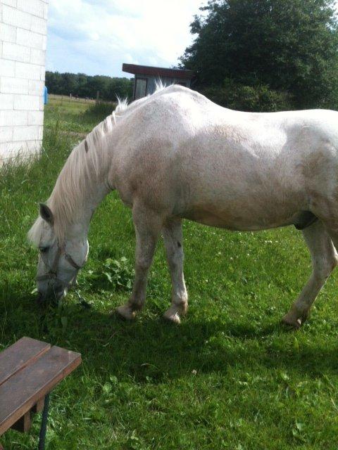 Anden særlig race Mickey billede 8