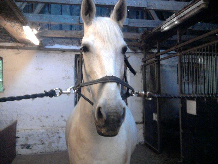 Anden særlig race Mickey billede 9