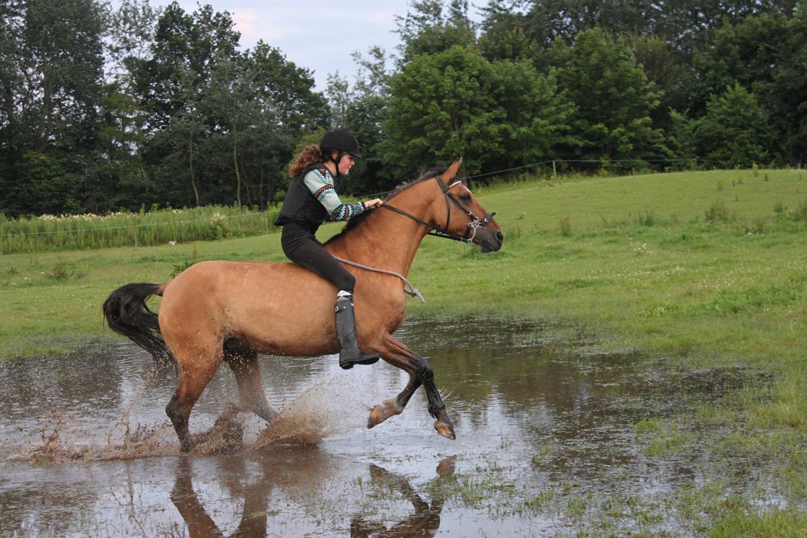 Anden særlig race | Luna   [Min bedsteven] - © Luna og jeg i fuld fart gennem en lille sø mod et spring. Billedet er taget da vi var på ridelejr <3.
Fotograf - Lærke / Sommer 2012. billede 2