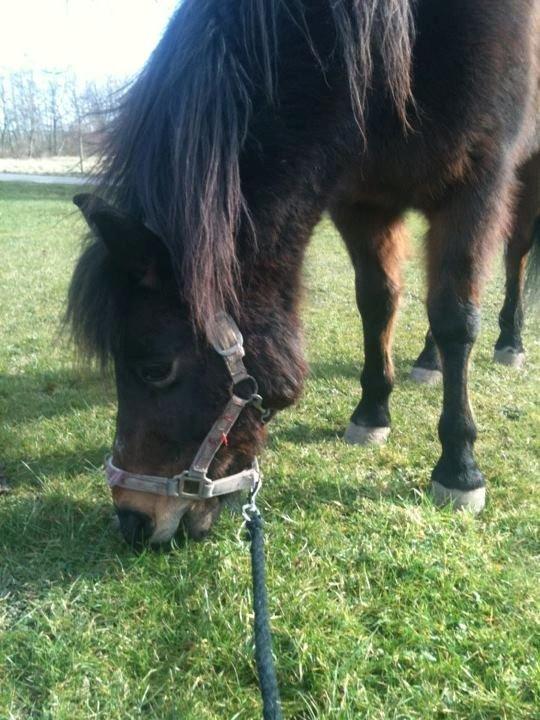 Anden særlig race Tina Turner - Den lille temperaments fulde pony, på en dejlig sommerdag billede 9