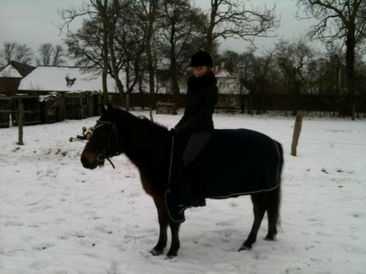 Anden særlig race Tina Turner - Billedet blev taget d.24/12-11, skridt tæppet hun har på var hendes julegave, så hun ikke skulle stå og fryse i stalden billede 8