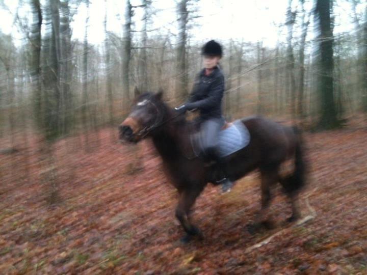 Anden særlig race Tina Turner - Et billede fra skoven, som vi tager i, når hun klarer træningen godt billede 6