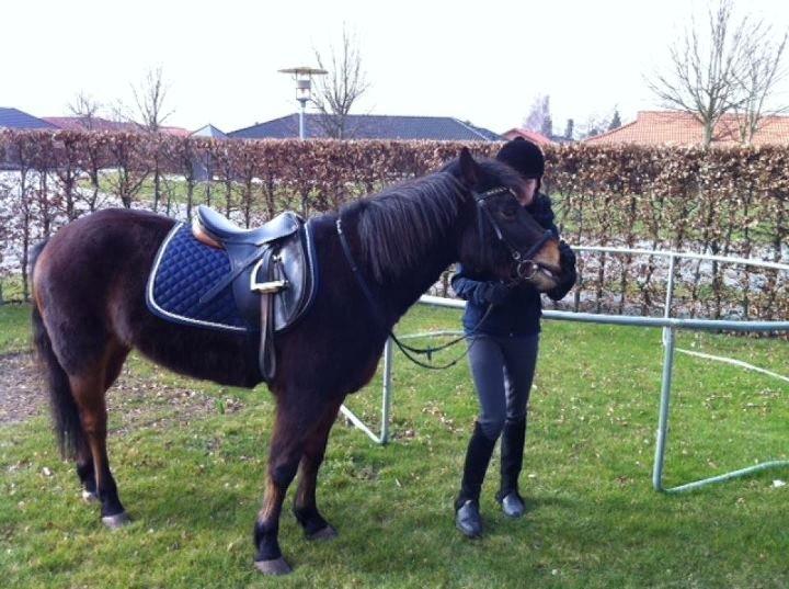 Anden særlig race Tina Turner - Billedet er fra den dag hun slog græsset for min far:-) billede 7