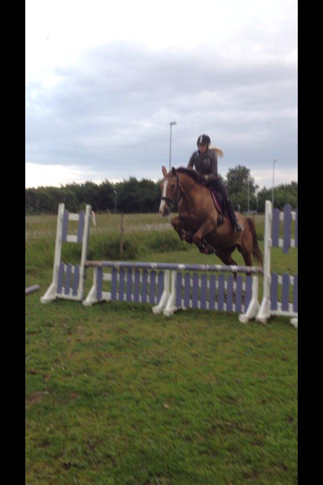 Trakehner Holmegårdens Sultana billede 14