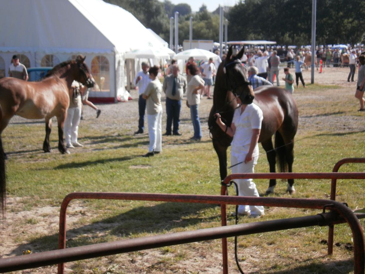 Oldenborg Bøgelunds Runa - Hobro dyrskue 2011 billede 1