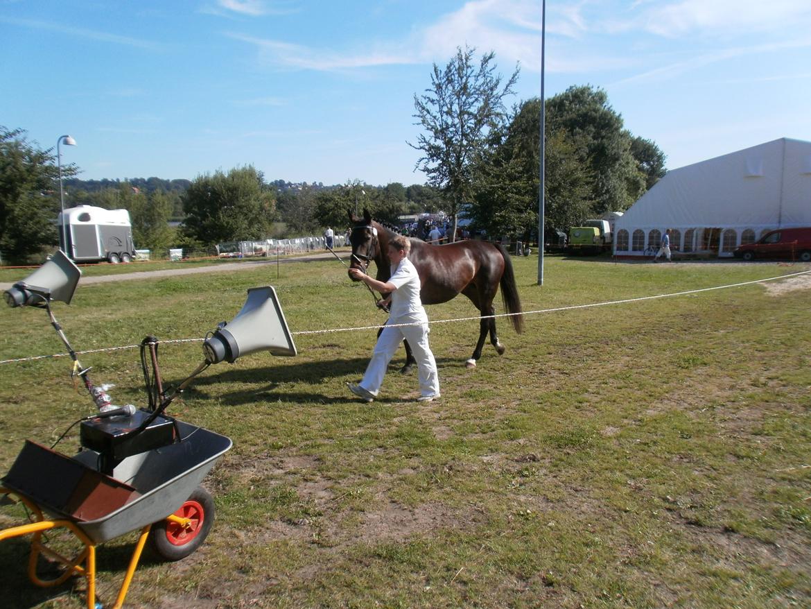 Oldenborg Bøgelunds Runa - Hobro dyrskue 2011 billede 2