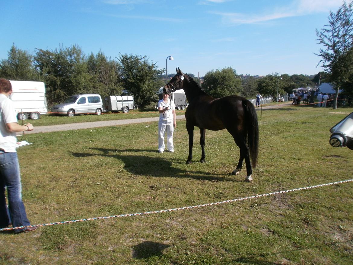 Oldenborg Bøgelunds Runa - Hobro dyrskue 2011 billede 3