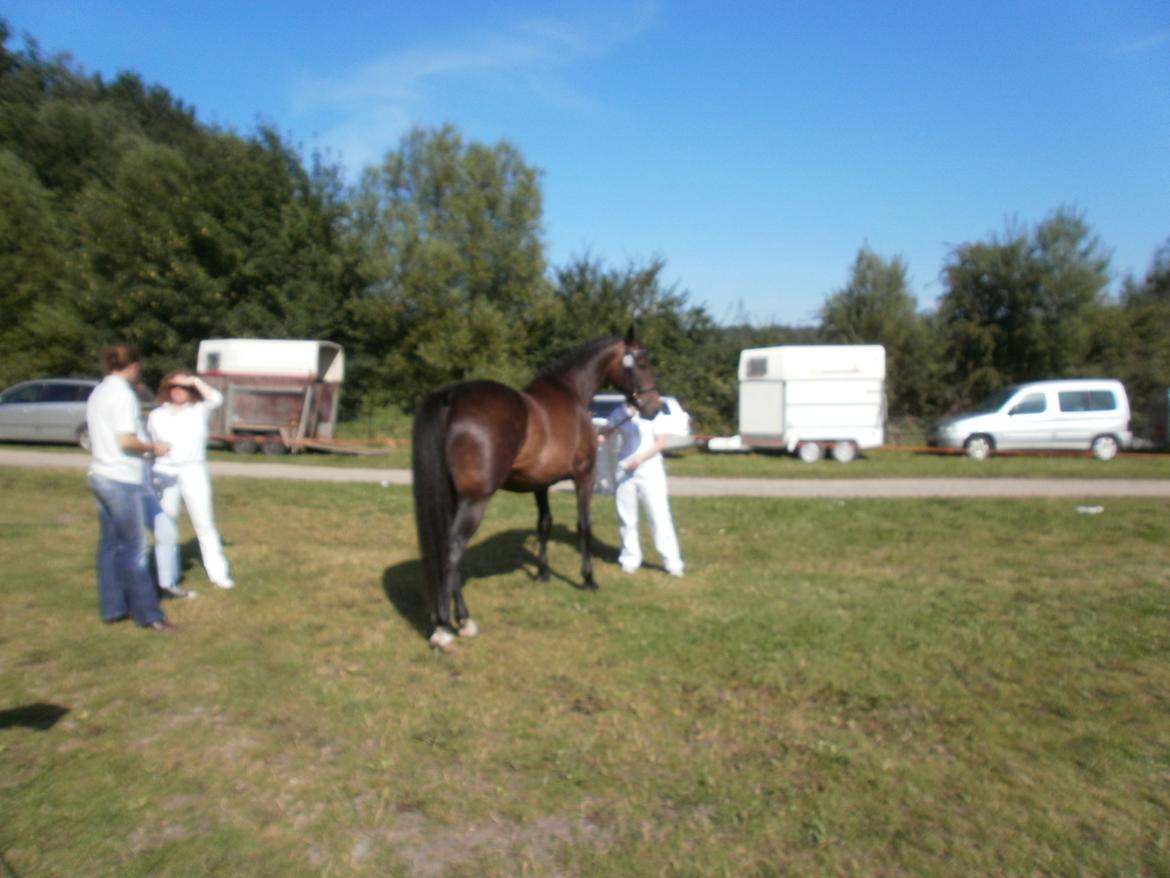 Oldenborg Bøgelunds Runa - Hobro dyrskue 2011 billede 4