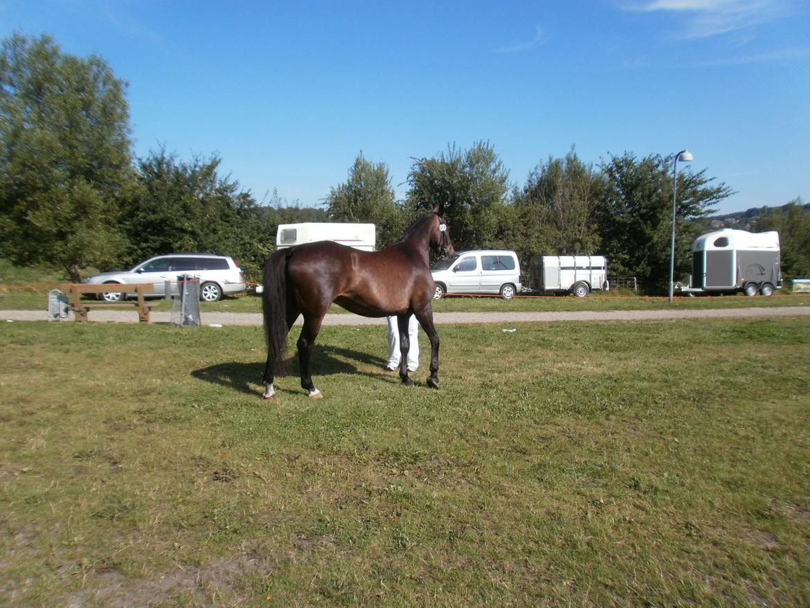 Oldenborg Bøgelunds Runa - Hobro dyrskue 2011 billede 5