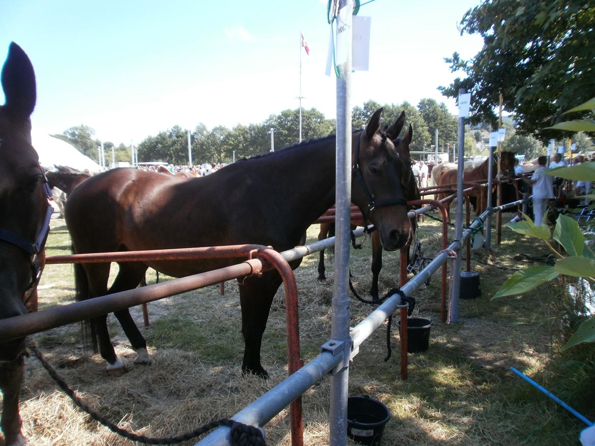 Oldenborg Bøgelunds Runa - Hobro dyrskue 2011 billede 6