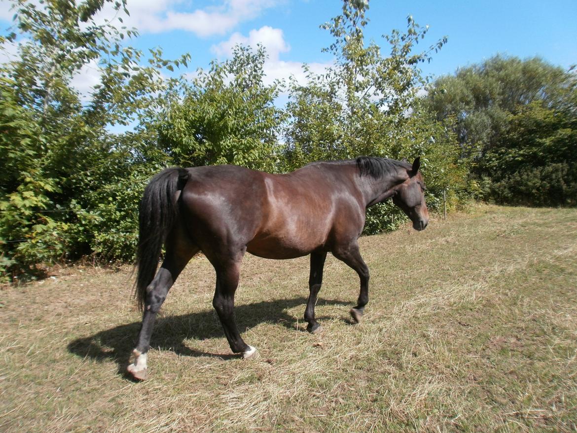 Oldenborg Bøgelunds Runa billede 10