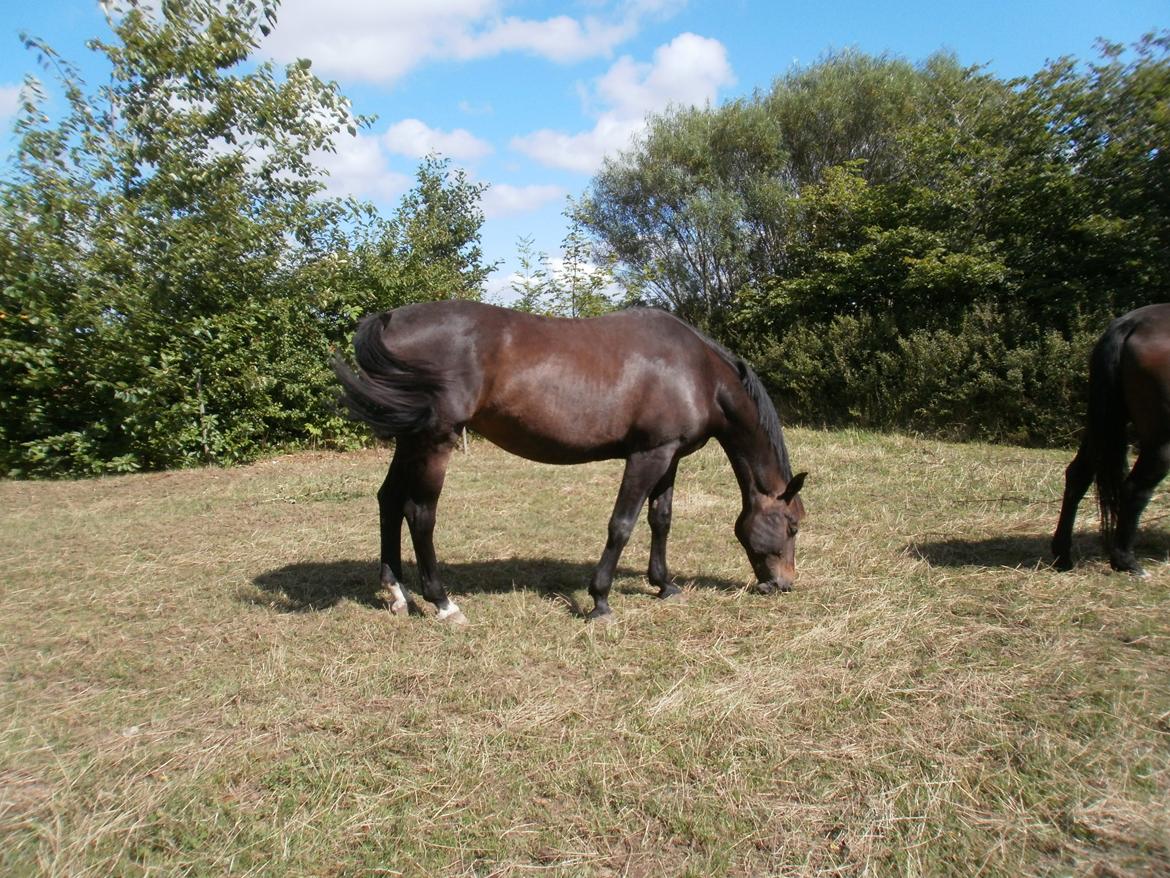 Oldenborg Bøgelunds Runa billede 12