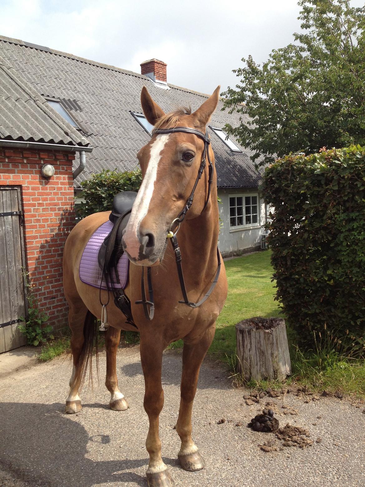 Trakehner Holmegårdens Sultana billede 15