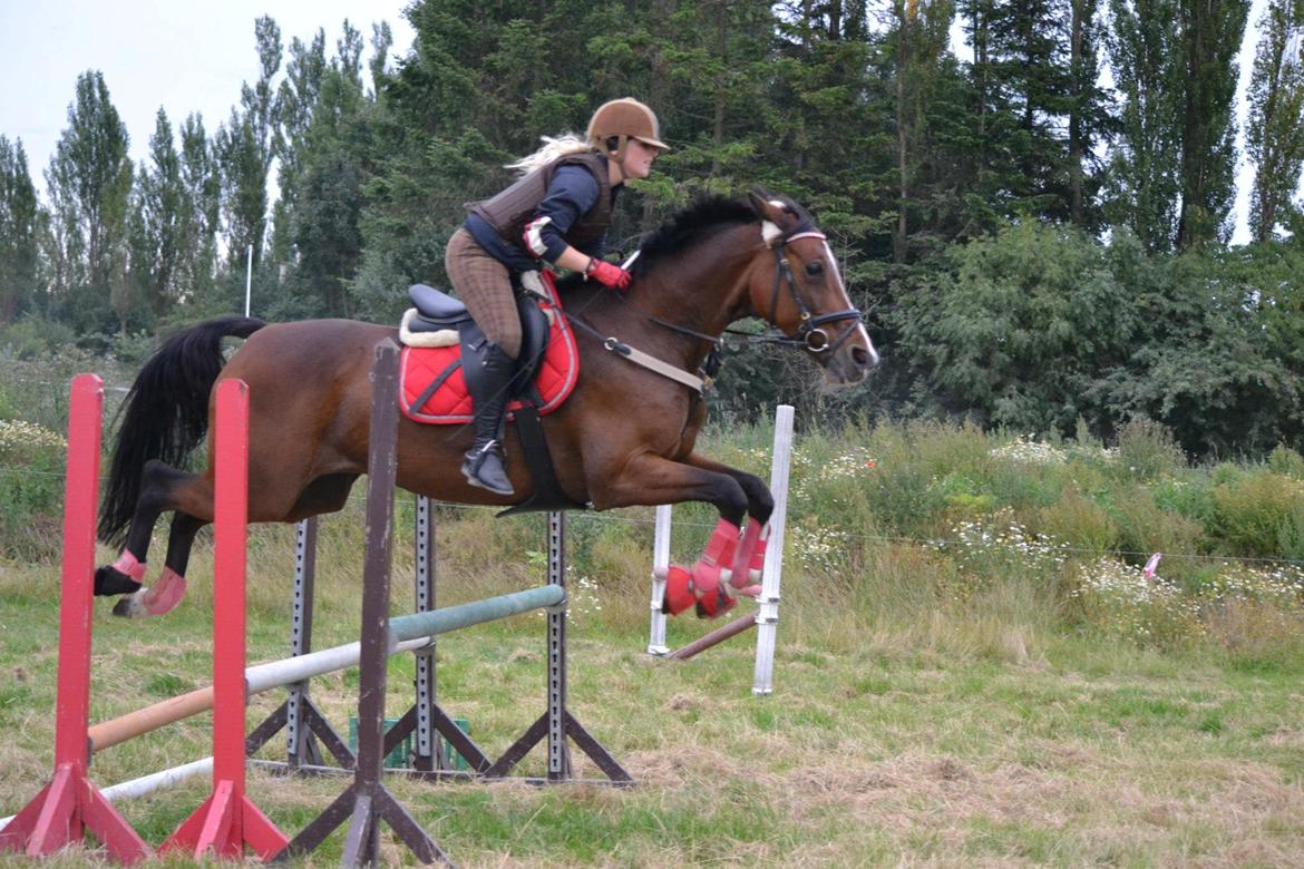 Dansk Varmblod Fantasy  - August 2012.
Spring træning hos Jørgen Malthe. Vi kommer pænt over den Trippelbare der. Love you melle <3
Foto: Sara billede 27