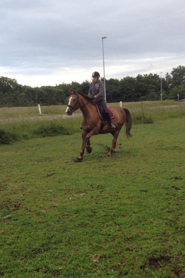 Trakehner Holmegårdens Sultana billede 16