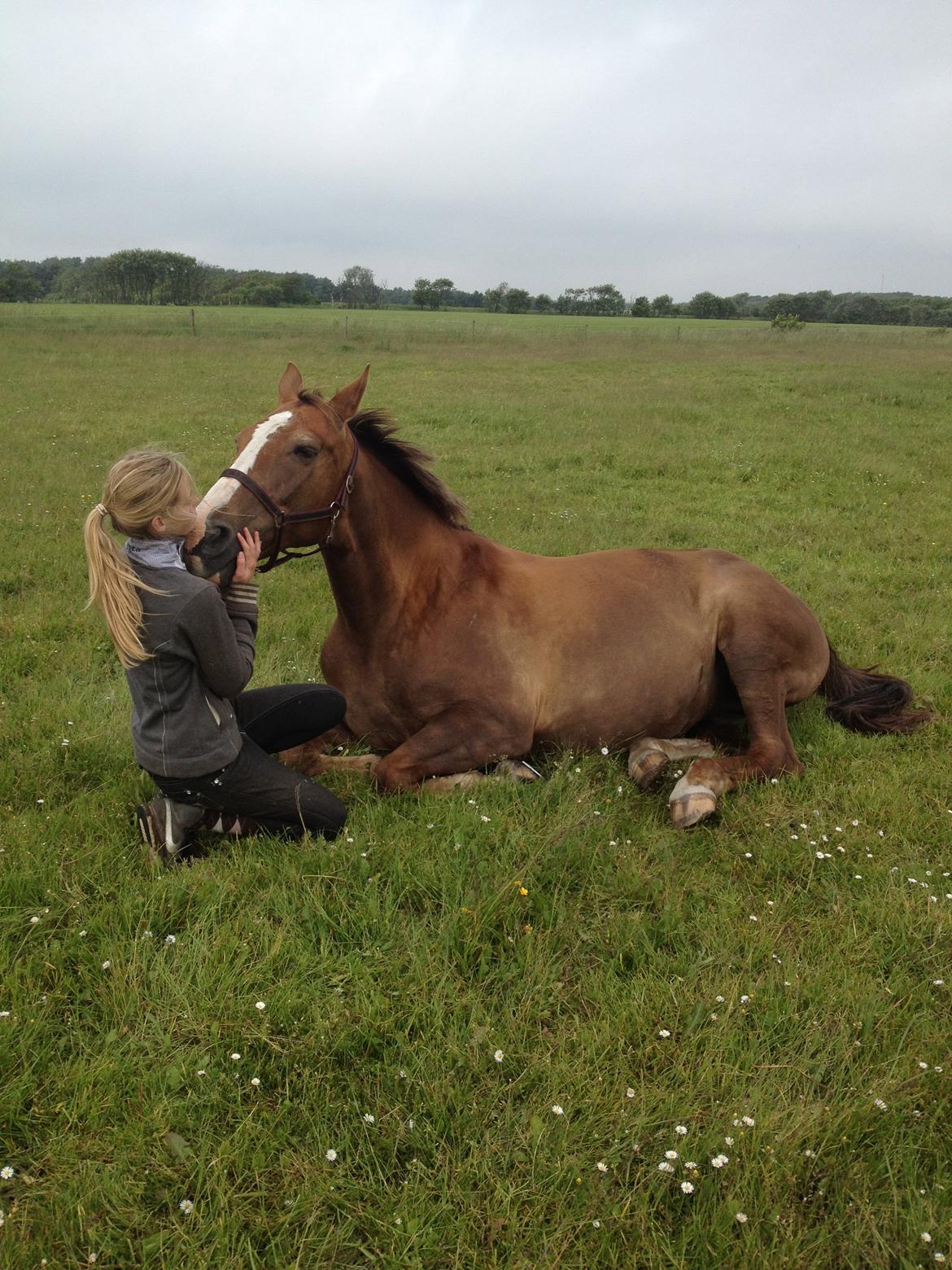 Trakehner Holmegårdens Sultana billede 17