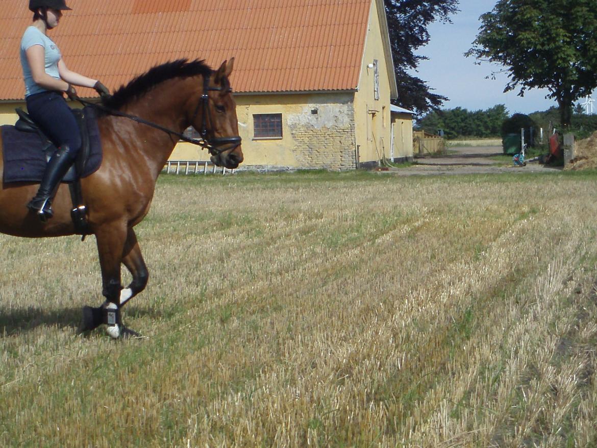 Oldenborg Cornando - En dejlig sommerdag på stupmarken  billede 13