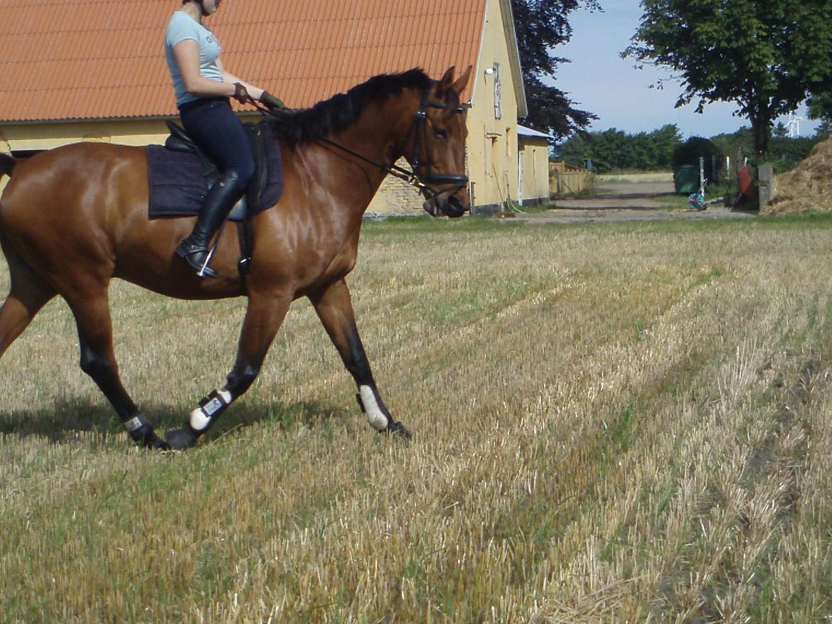 Oldenborg Cornando - En dejlig sommerdag på stupmarken billede 14