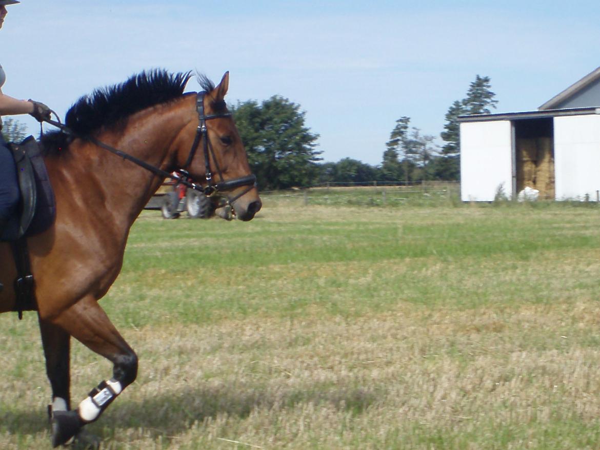 Oldenborg Cornando - En dejlig sommerdag på stupmarken billede 15