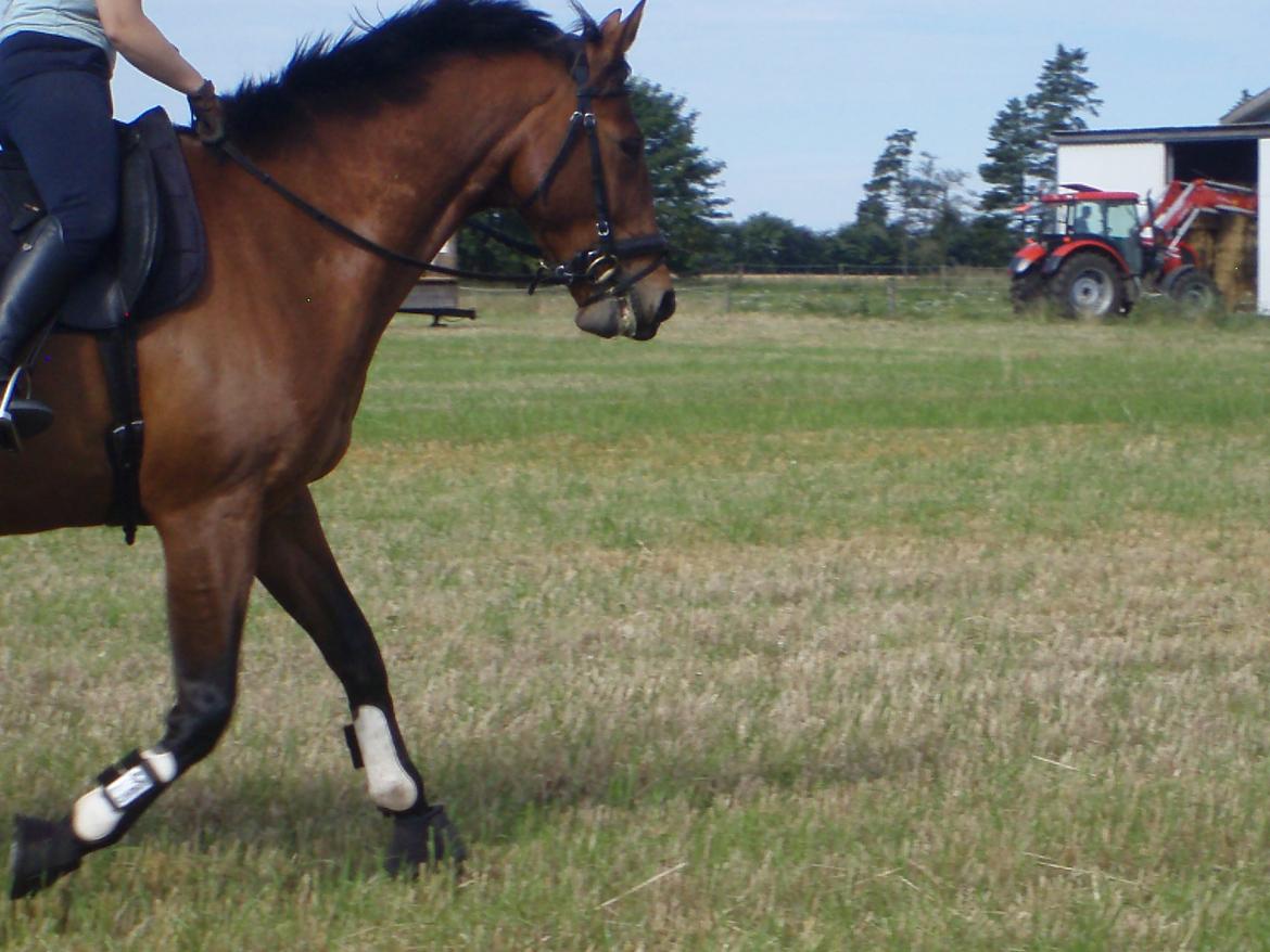 Oldenborg Cornando - En dejlig sommerdag på stupmarken billede 16