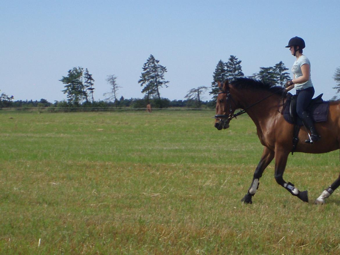 Oldenborg Cornando - En dejlig sommerdag på stupmarken billede 17