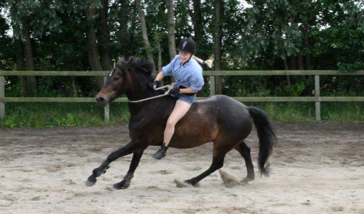 New Forest Dalgaardens Figaro - Med eller uden bid, det gør ingen forskel<3 billede 4