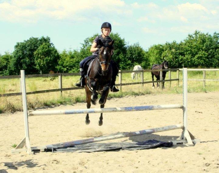 New Forest Dalgaardens Figaro - vi kan godt sprige "vandgrav" XD billede 17